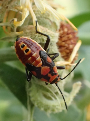 Indian Milkweed Bug