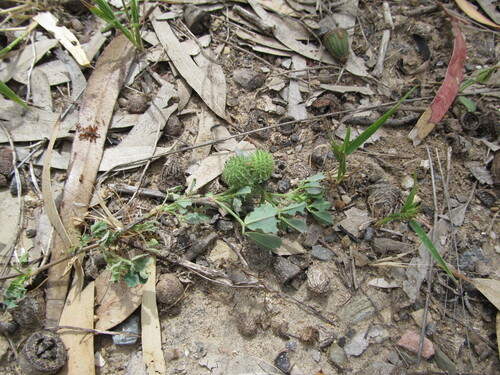 Medicago ciliaris iNat (1)