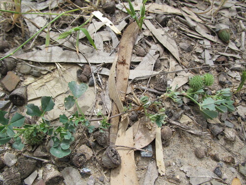 Image of Medicago ciliaris by (c) zebedeugalinha, some rights reserved (CC BY)
