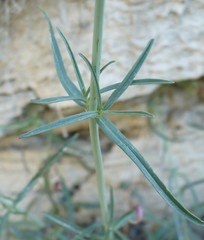 Centranthus angustifolius