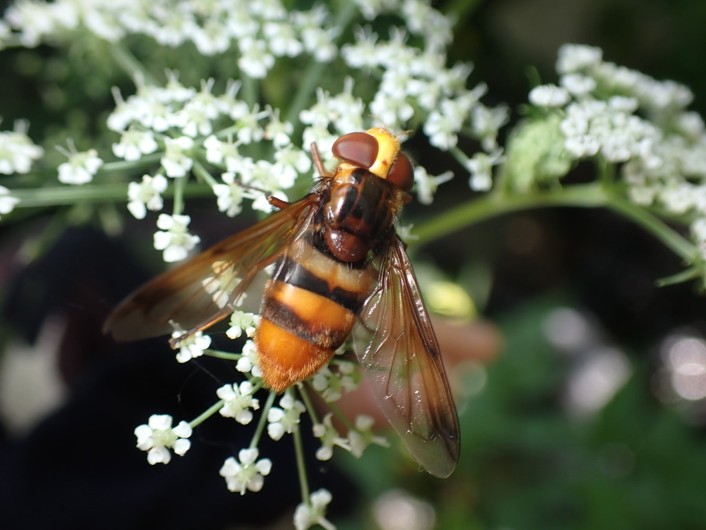 Volucella bivitta