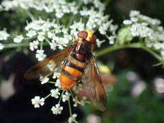 Volucella bivitta