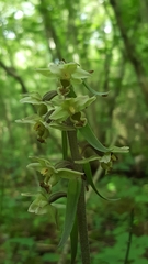 Epipactis