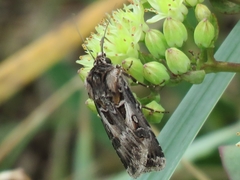 Agrotis vestigialis