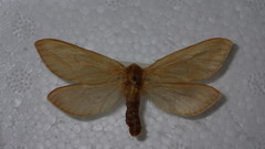 Hepialus humuli