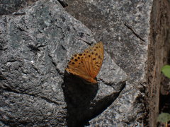 Argynnis