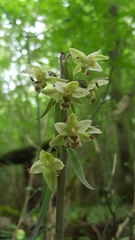 Epipactis