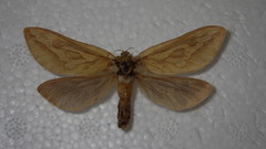 Hepialus humuli