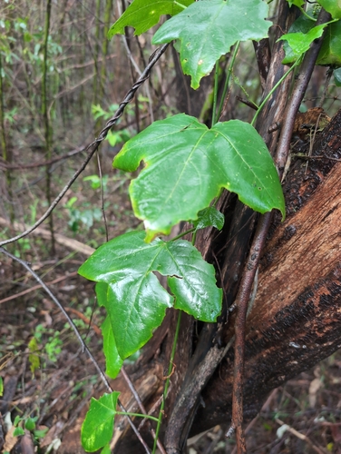 Image of Passiflora herbertiana by (c) Scott Warner, some rights reserved (CC BY)