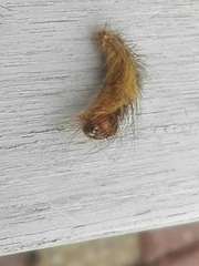 Lepidoptera