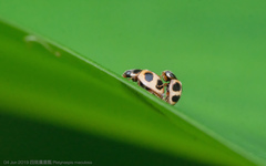 Platynaspis maculosa