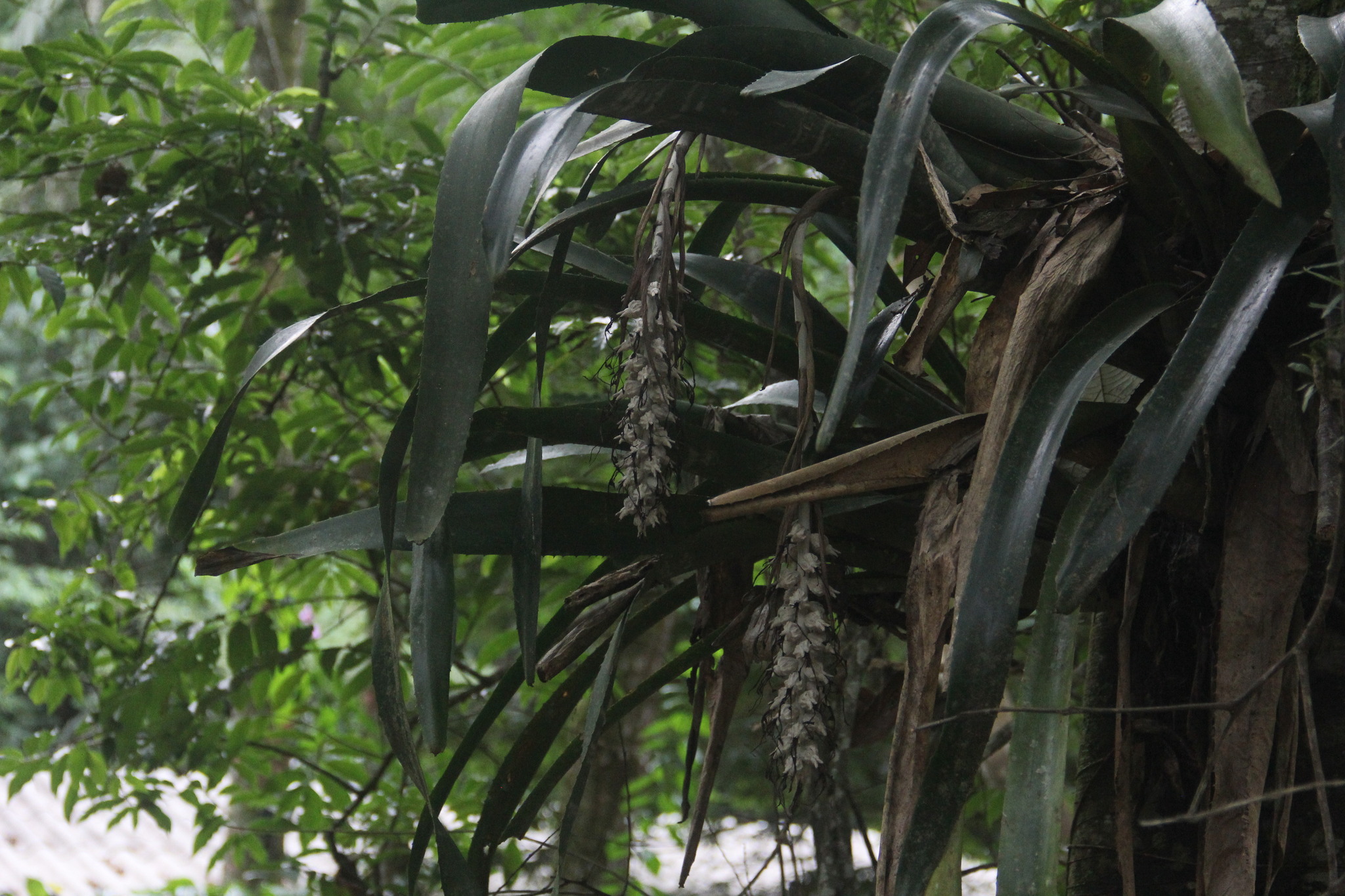 Imagem de Bilbergia-zebrina