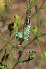 Heliothis