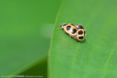 Platynaspis maculosa