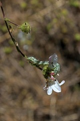 Heliothis