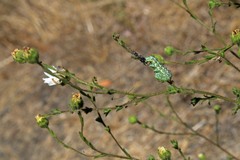 Heliothis