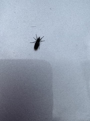 Dilophus febrilis