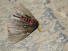Paradirphia fumosa