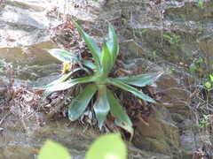 Agave mitis