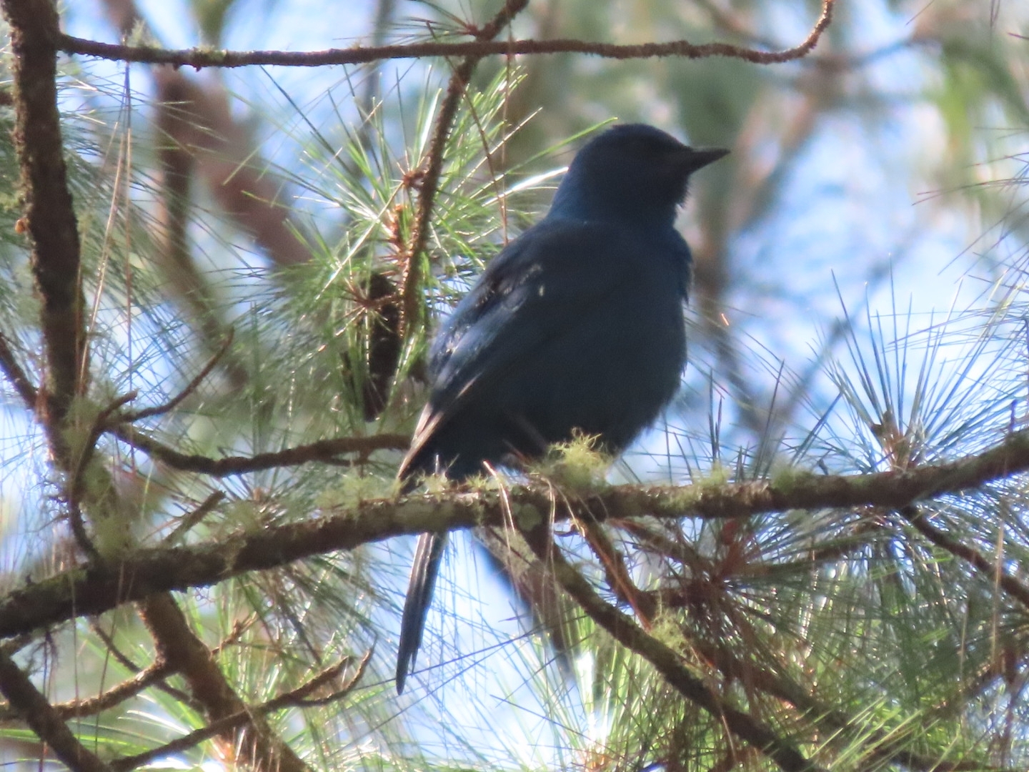 Unicolored Jay (Aphelocoma unicolor), photo 4