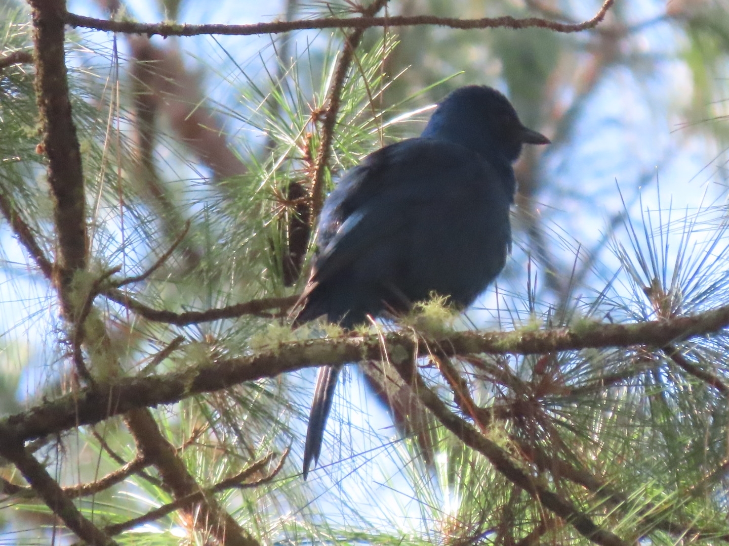 Unicolored Jay (Aphelocoma unicolor), photo 5