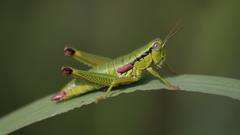 Odontopodisma decipiens