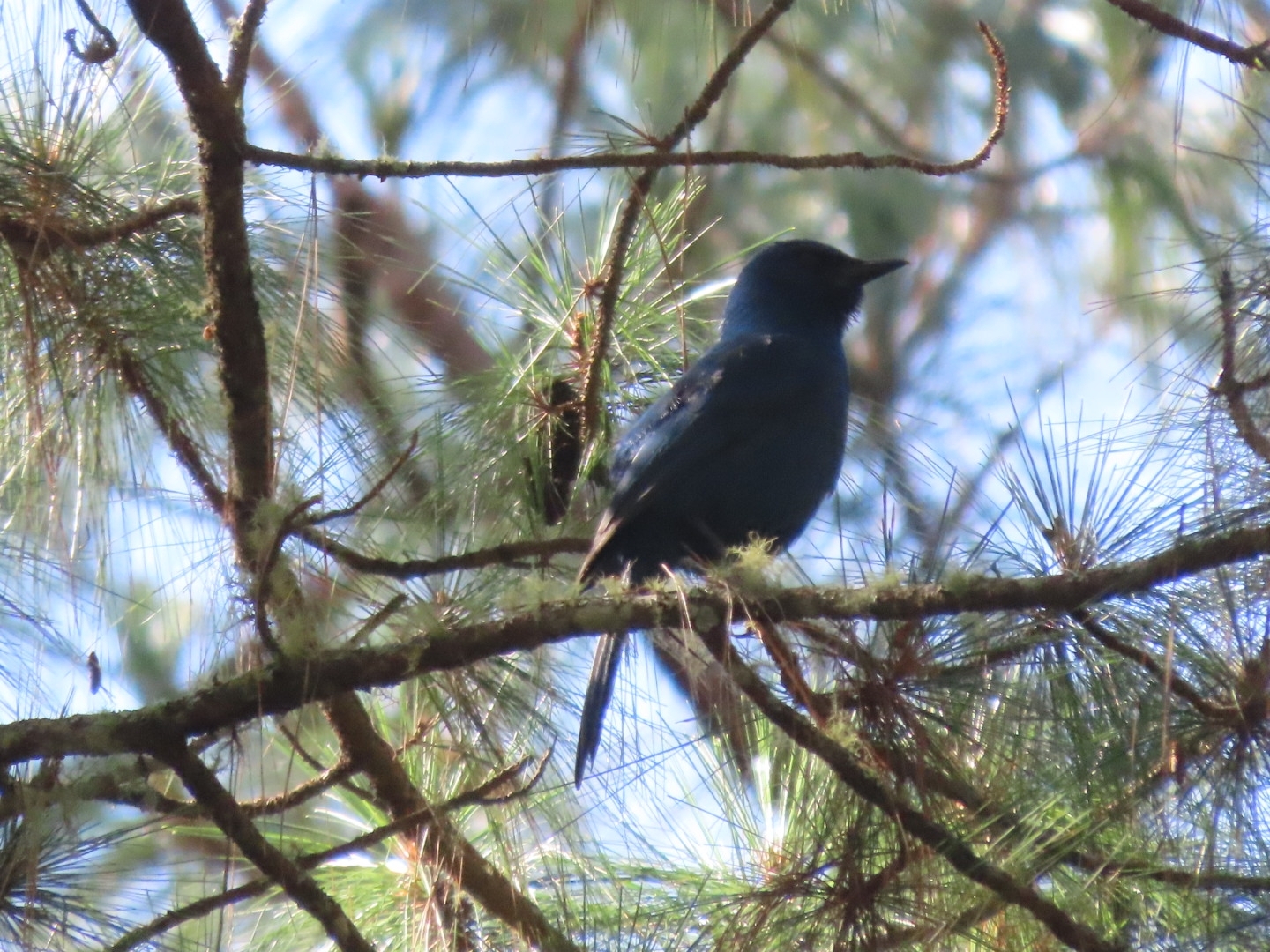 Unicolored Jay (Aphelocoma unicolor), photo 6