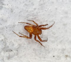 Araneus alsine