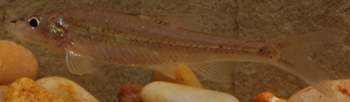 Macrhybopsis hyostoma