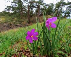 Olsynium douglasii