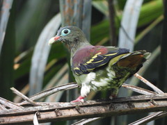 Treron curvirostra