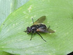 Blera nigra