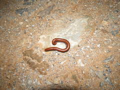 Orthoporus