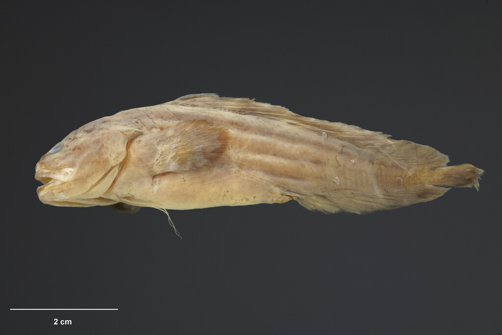 Bidenichthys