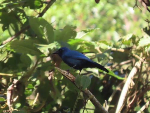 Black-throated Jay (Cyanolyca pumilo)