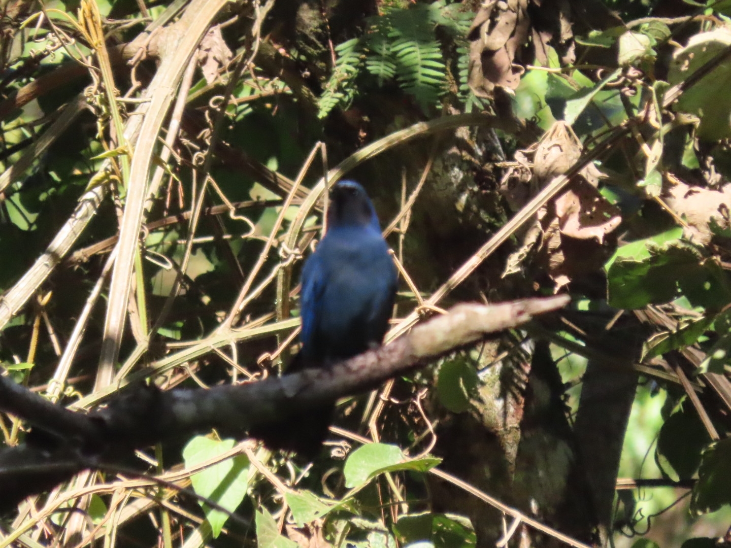 Black-throated Jay (Cyanolyca pumilo), photo 2