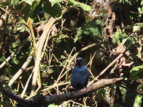 Black-throated Jay (Cyanolyca pumilo), photo 8