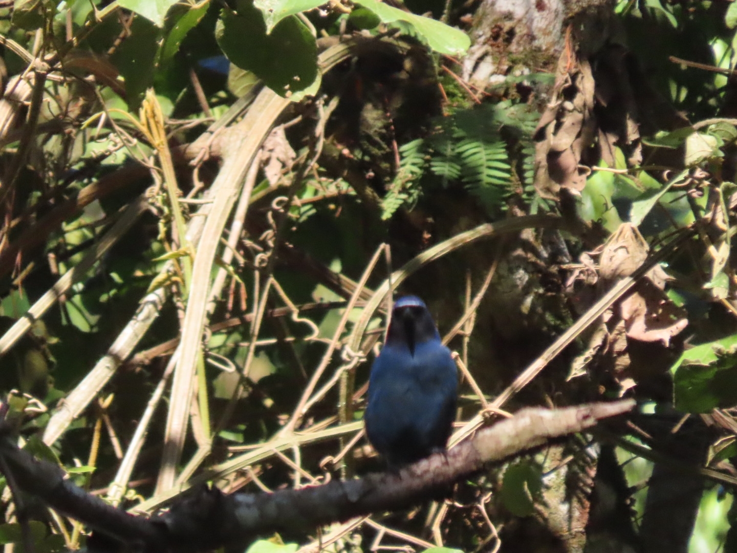 Black-throated Jay (Cyanolyca pumilo), photo 3