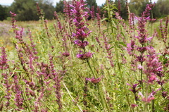 Agastache mexicana
