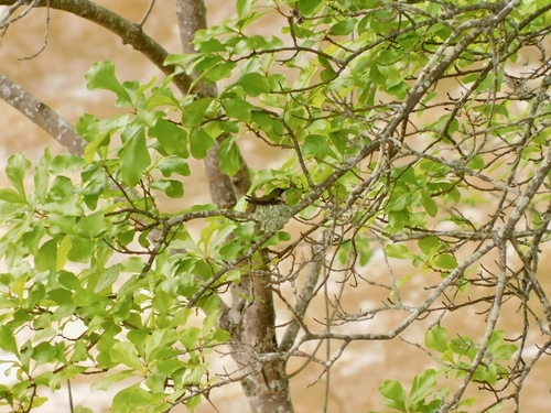 Ruby-throated Hummingbird photographed in North Carolina
