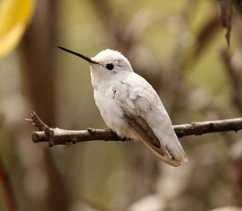 Anna's Hummingbird, photo 7 of 8