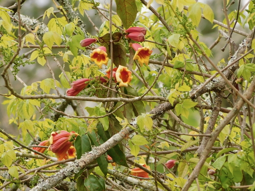 Bignonia capreolata