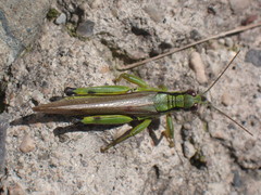 Ognevia longipennis