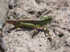 Ognevia longipennis
