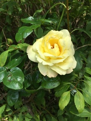 Rosa