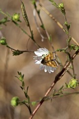 Heliothis