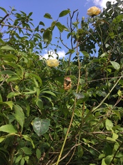 Rosa