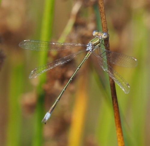 Small Spreadwing