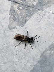 Tachysphex terminatus