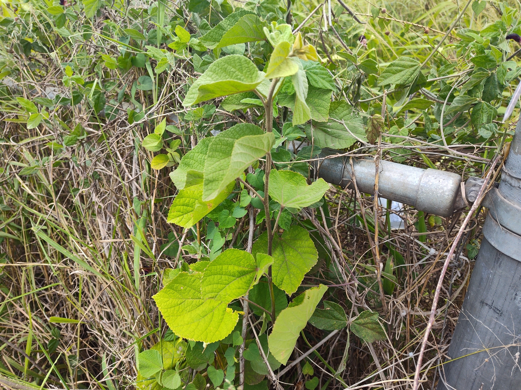Imagem de Malva-branca